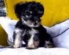 Morkie