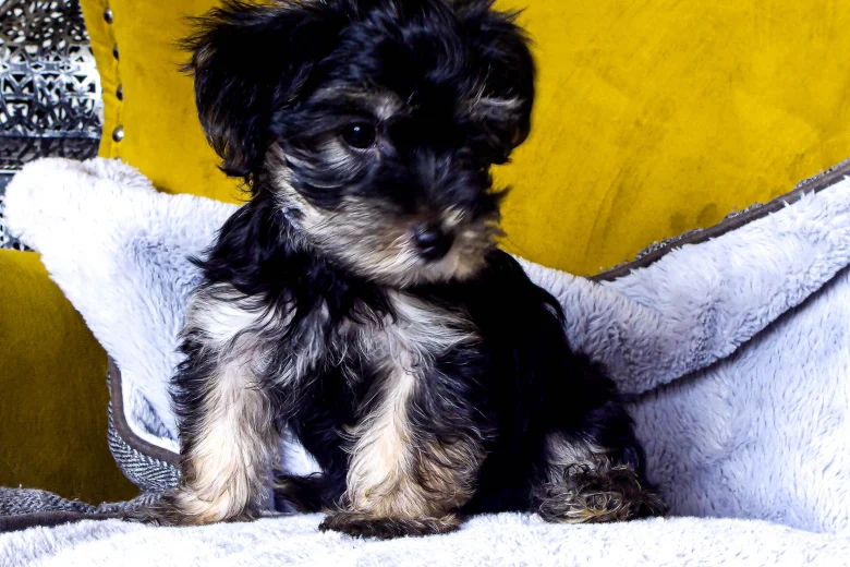 Morkie