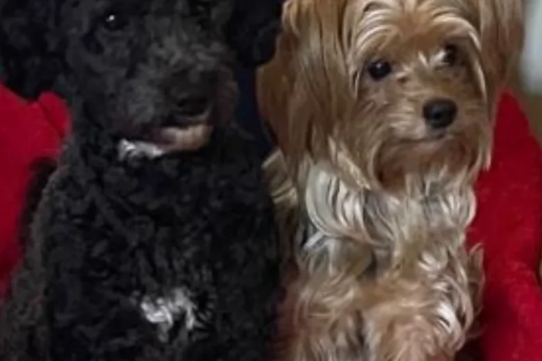 Morkie