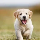 Akita