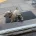 Norwich Terrier