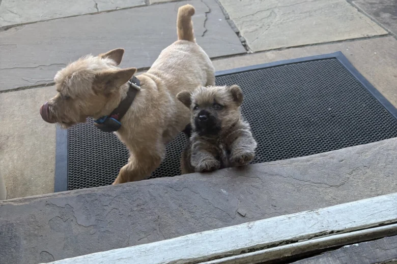 Norwich Terrier