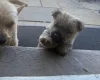 Norwich Terrier