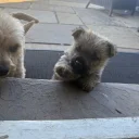 Norwich Terrier