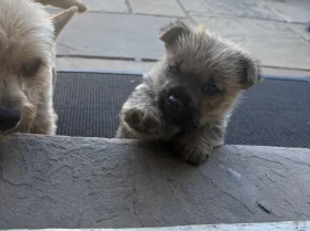 Norwich Terrier