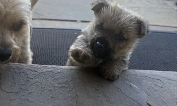 Norwich Terrier