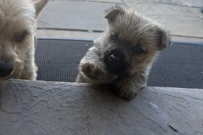 Norwich Terrier
