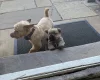 Norwich Terrier