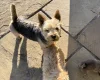 Norwich Terrier