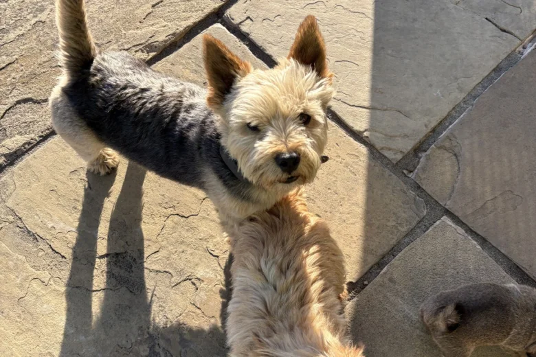 Norwich Terrier