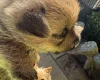 Norwich Terrier
