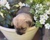 Norwich Terrier