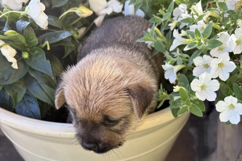 Norwich Terrier