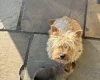 Norwich Terrier