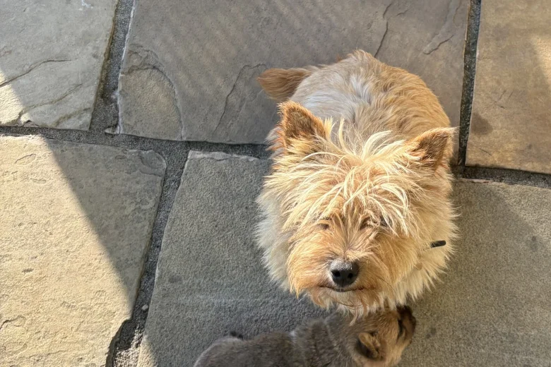 Norwich Terrier