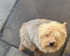 Norwich Terrier