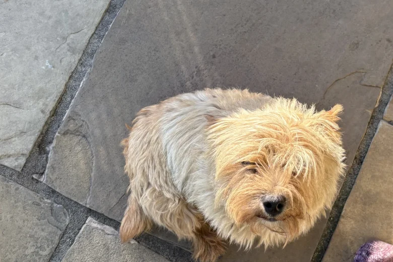 Norwich Terrier