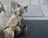 Norwich Terrier