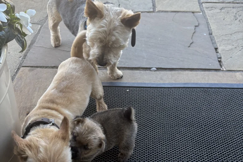 Norwich Terrier