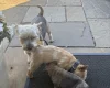Norwich Terrier