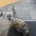 Norwich Terrier