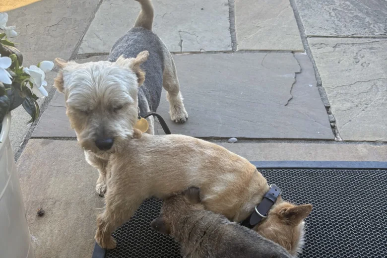 Norwich Terrier