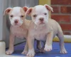 Dorset Olde Tyme Bulldogge