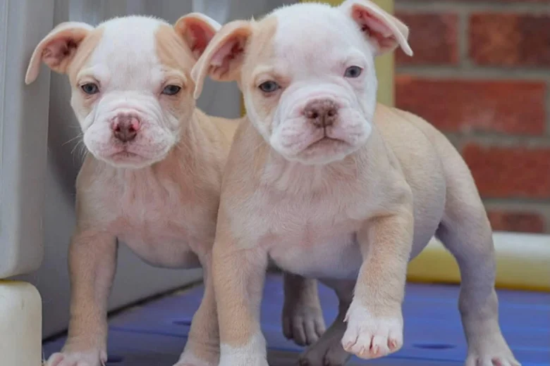Dorset Olde Tyme Bulldogge