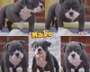 Dorset Olde Tyme Bulldogge