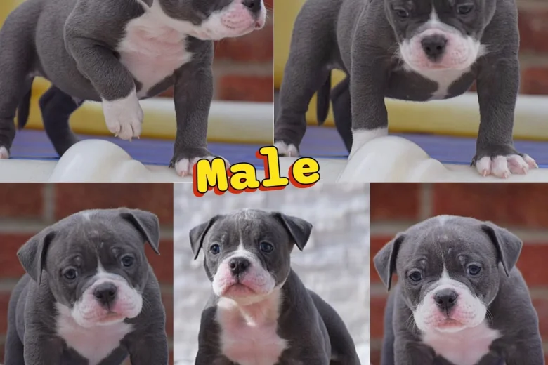 Dorset Olde Tyme Bulldogge