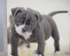 Dorset Olde Tyme Bulldogge