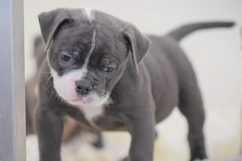 Dorset Olde Tyme Bulldogge