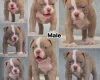 Dorset Olde Tyme Bulldogge