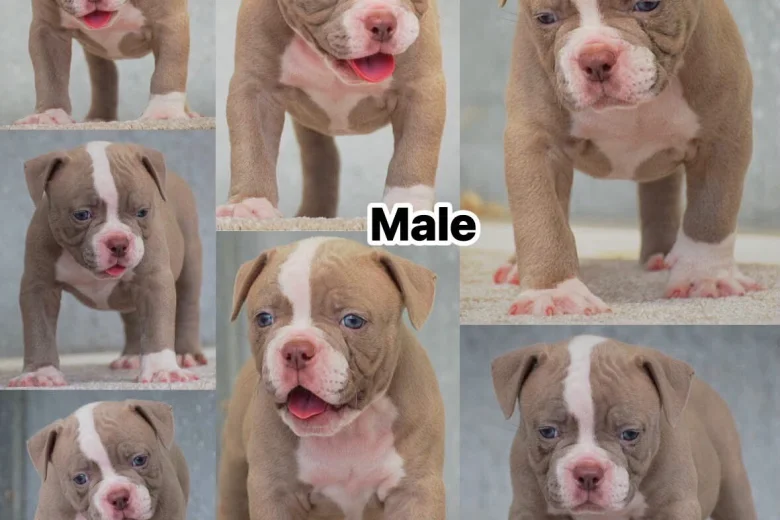 Dorset Olde Tyme Bulldogge