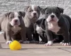 Dorset Olde Tyme Bulldogge