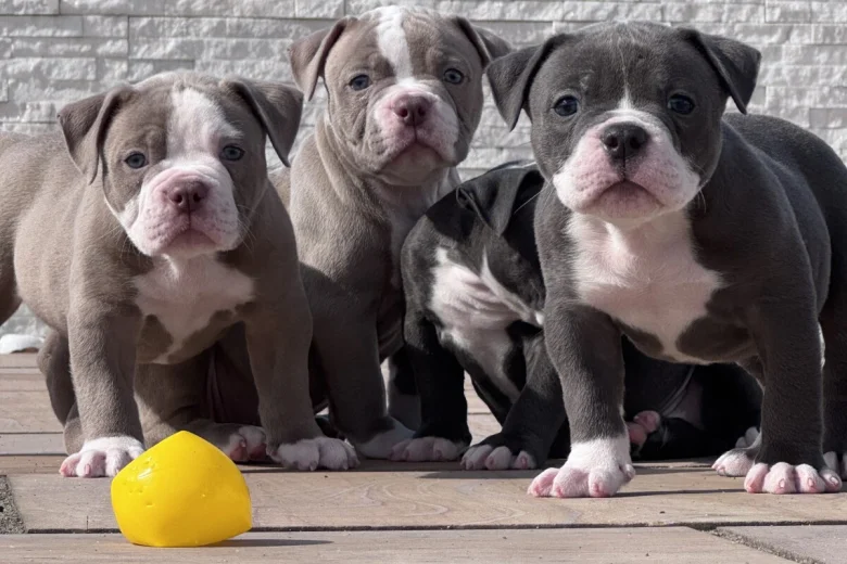 Dorset Olde Tyme Bulldogge
