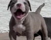 Dorset Olde Tyme Bulldogge