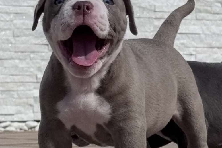 Dorset Olde Tyme Bulldogge