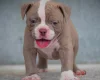 Dorset Olde Tyme Bulldogge