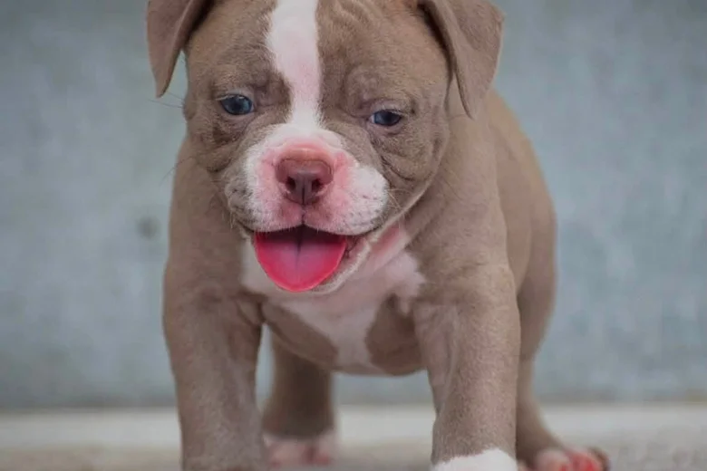 Dorset Olde Tyme Bulldogge