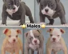 Dorset Olde Tyme Bulldogge