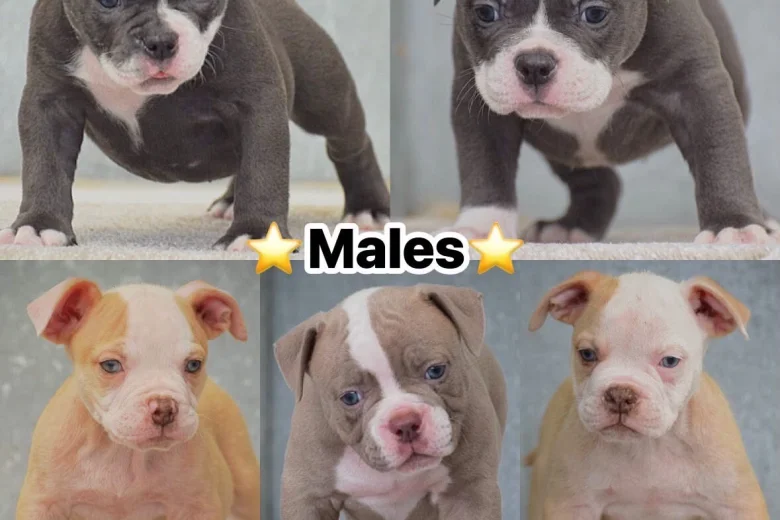 Dorset Olde Tyme Bulldogge