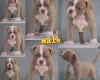 Dorset Olde Tyme Bulldogge