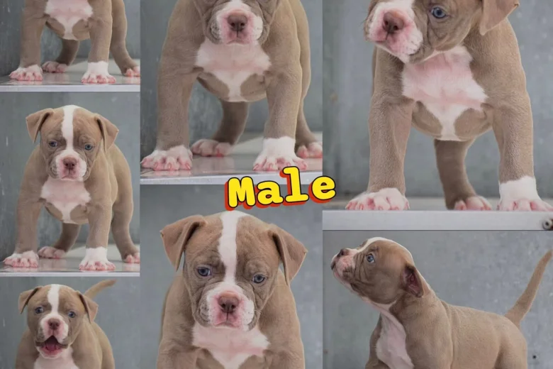 Dorset Olde Tyme Bulldogge
