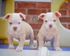 Dorset Olde Tyme Bulldogge