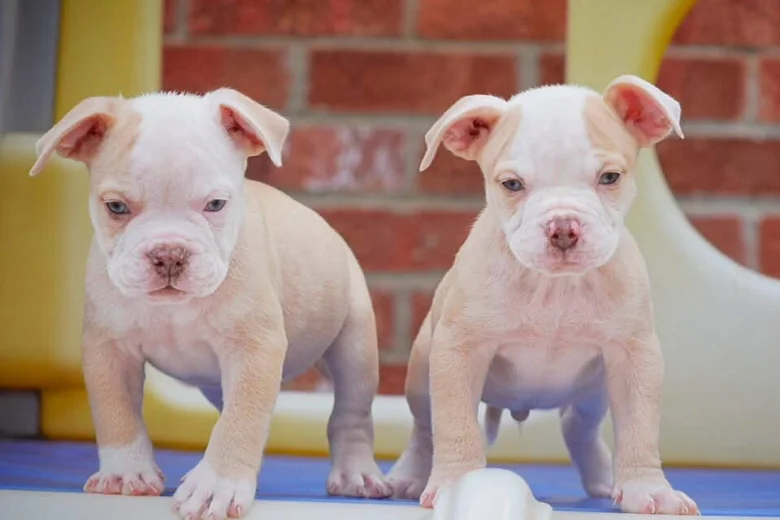 Dorset Olde Tyme Bulldogge