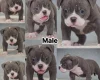 Dorset Olde Tyme Bulldogge