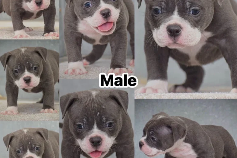 Dorset Olde Tyme Bulldogge