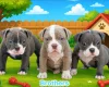 Dorset Olde Tyme Bulldogge