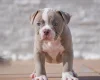 Dorset Olde Tyme Bulldogge